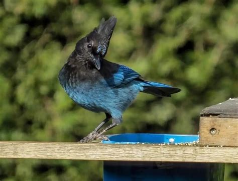 blacqkl|bluebird.